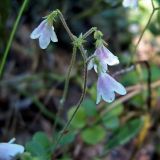 Linnaea borealis