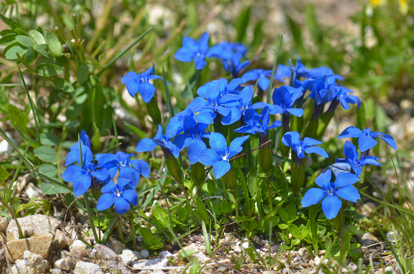 Изображение особи Gentiana angulosa.