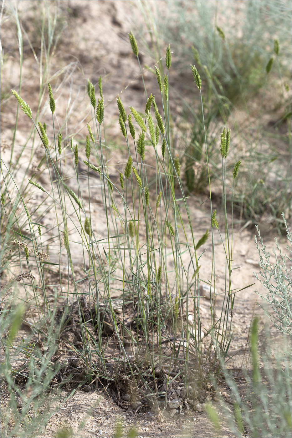 Изображение особи род Agropyron.