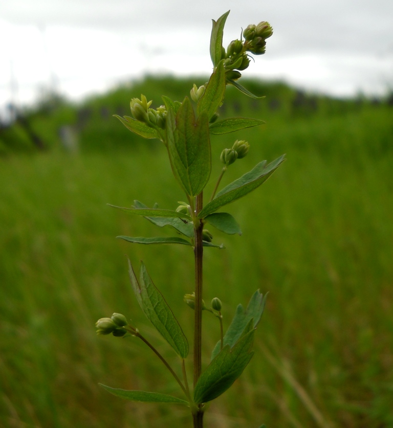 Image of Thalictrum simplex specimen.