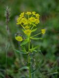 Euphorbia iberica