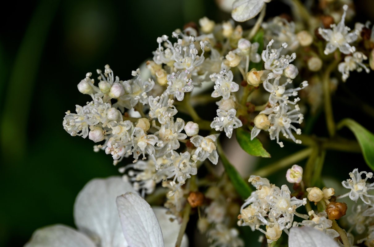 Image of Hydrangea paniculata specimen.