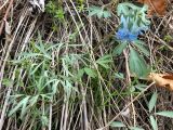 Corydalis turtschaninovii