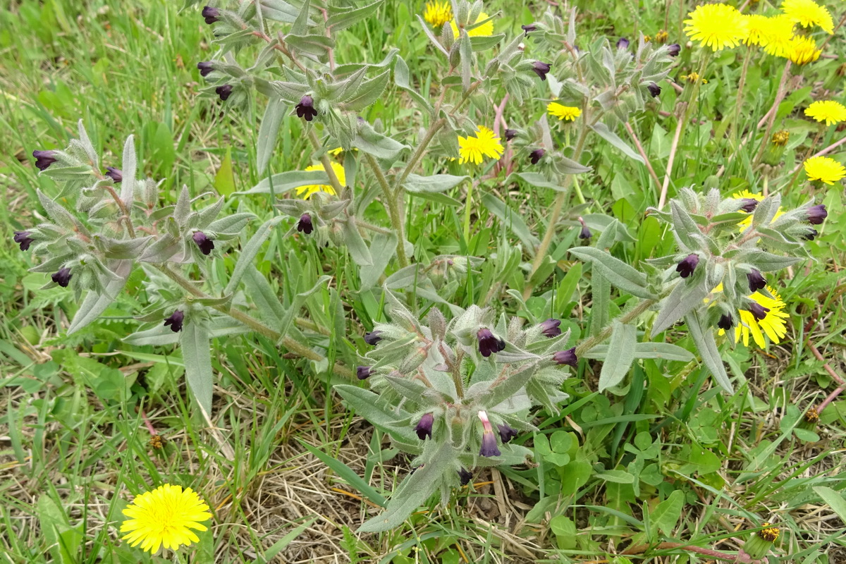 Image of Nonea rossica specimen.