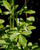 Cardamine amara