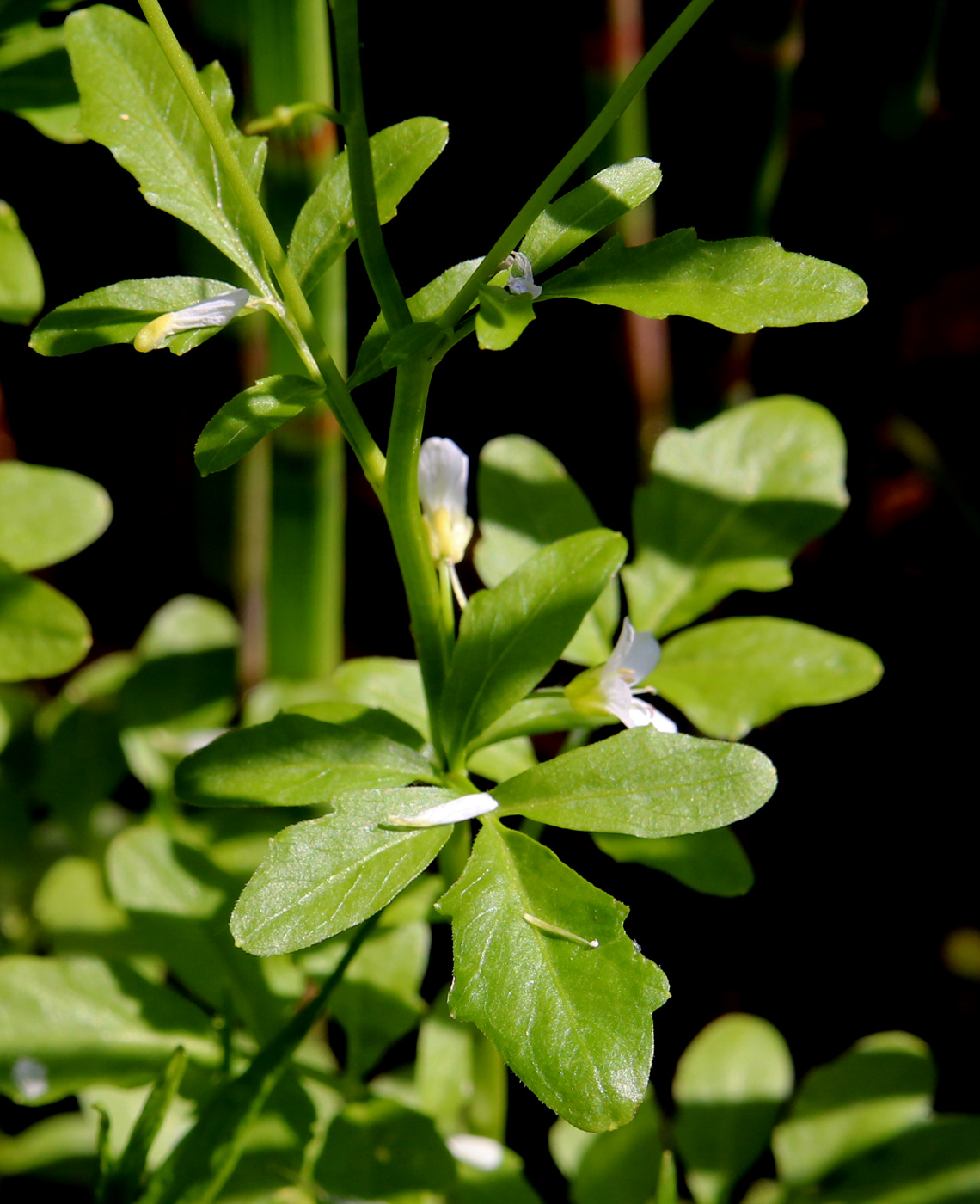 Image of Cardamine amara specimen.