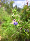 Scutellaria galericulata