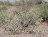 Astragalus chodshenticus. Отцветающее и плодоносящее растение. Узбекистан, Ферганская обл., Язъяванский р-н, Язъяванские пески, частично закреплённые дюны. 16 мая 2023 г.