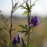 Aconitum volubile