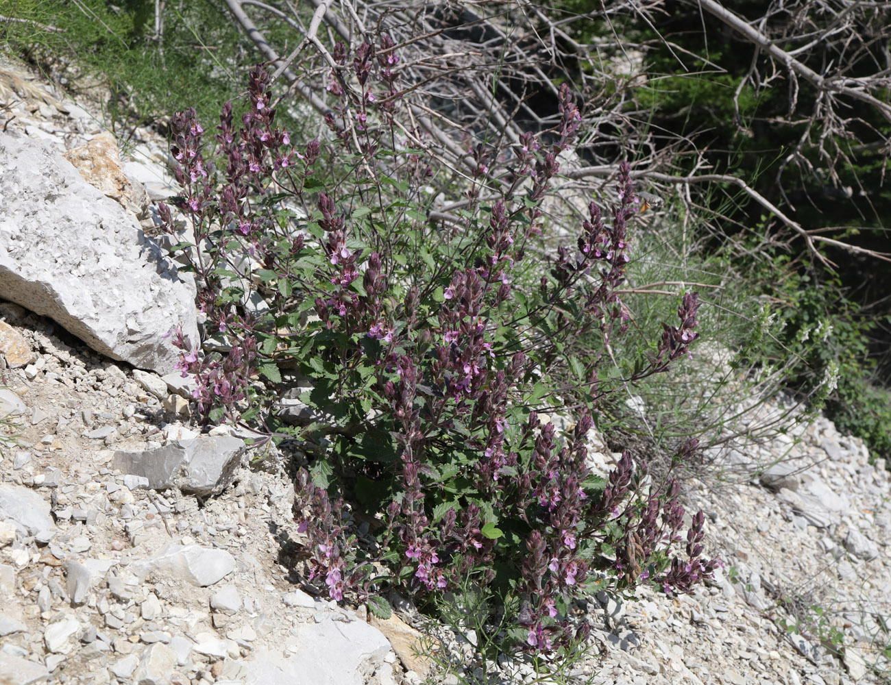 Изображение особи Teucrium chamaedrys.