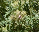 Cirsium semenowii