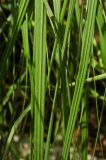 Pennisetum villosum. Части листьев. Пермь, Свердловский р-н, в озеленении. 15 августа 2023 г.