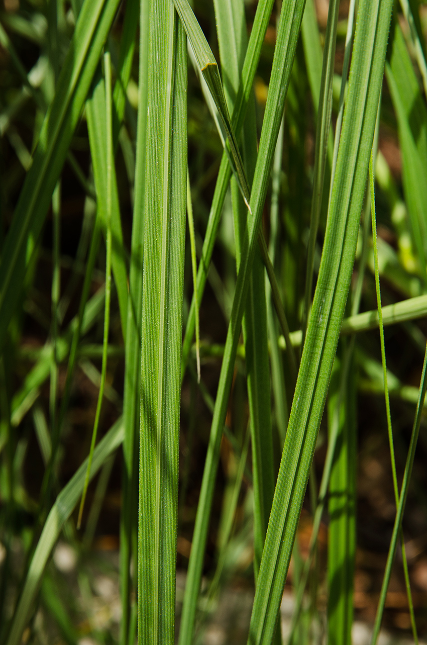 Изображение особи Pennisetum alopecuroides.