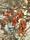 Koelreuteria paniculata