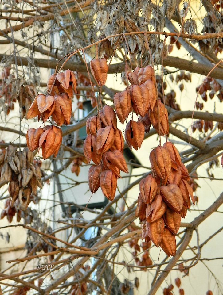 Image of Koelreuteria paniculata specimen.