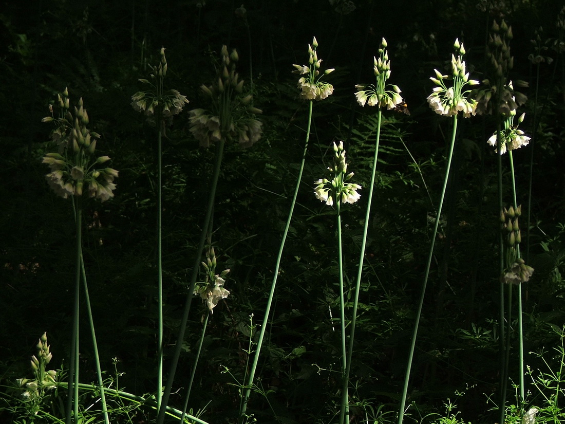 Image of Nectaroscordum bulgaricum specimen.