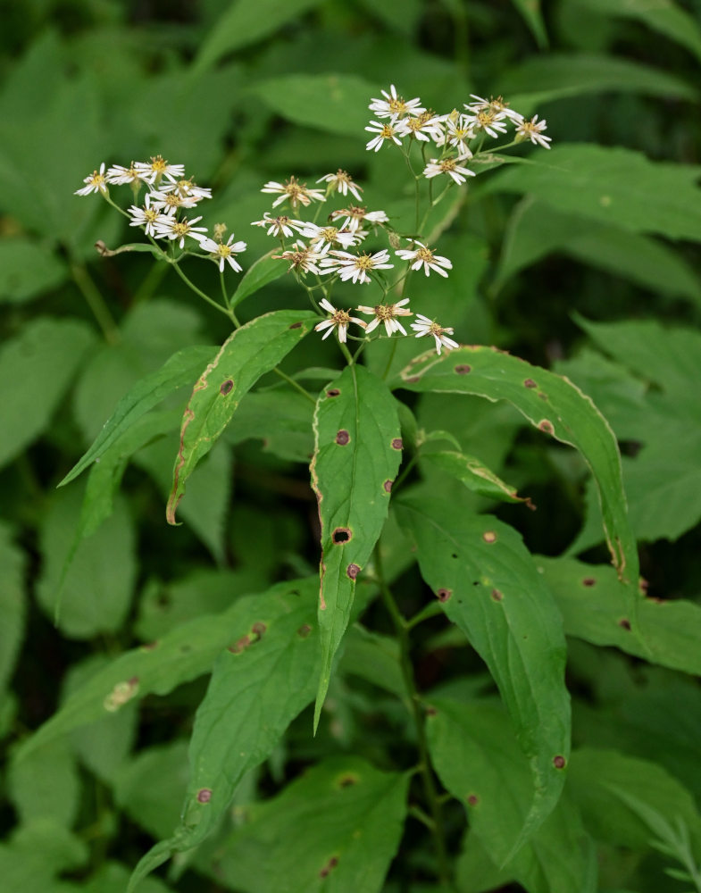 Изображение особи Aster glehnii.