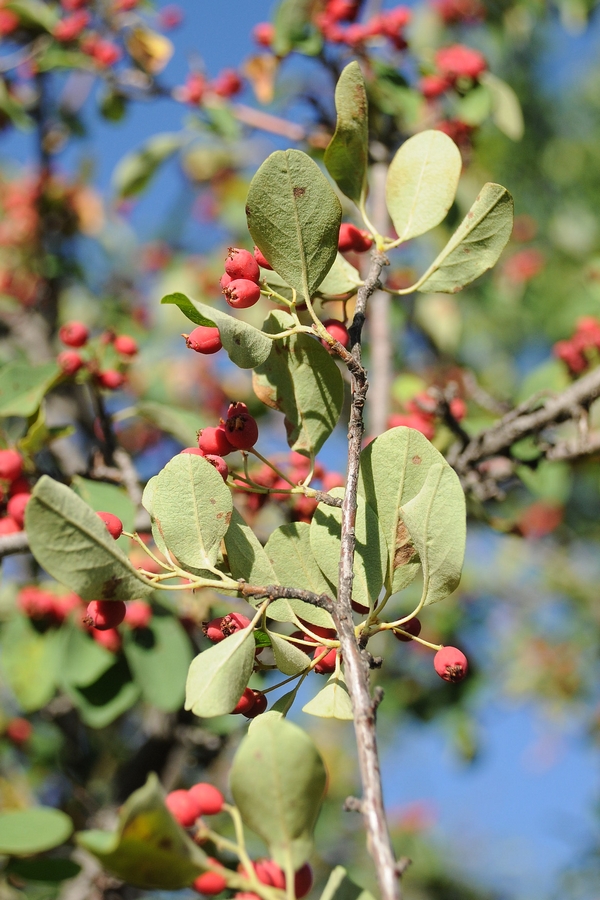 Изображение особи Cotoneaster multiflorus.