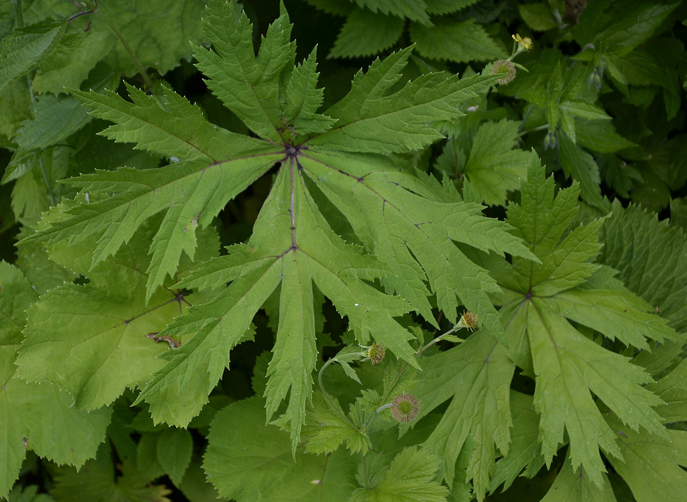 Image of Heracleum aconitifolium specimen.