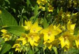genus Lysimachia