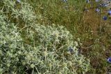 Eryngium campestre