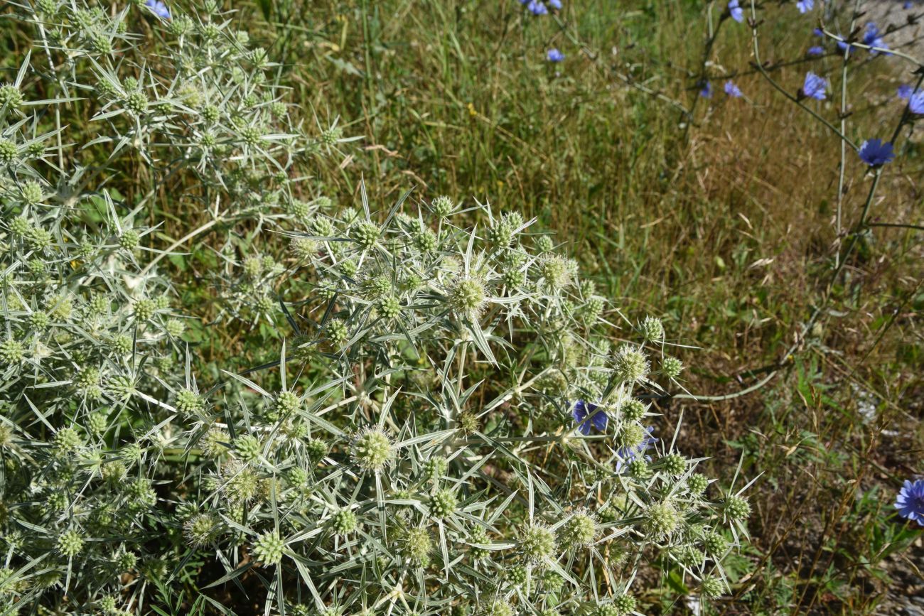 Изображение особи Eryngium campestre.