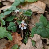 Potentilla micrantha. Цветущее растение. Краснодарский край, городской округ Сочи, Хостинский р-н, дорога к Орлиным скалам, широколиственный лес. 11.02.2024.