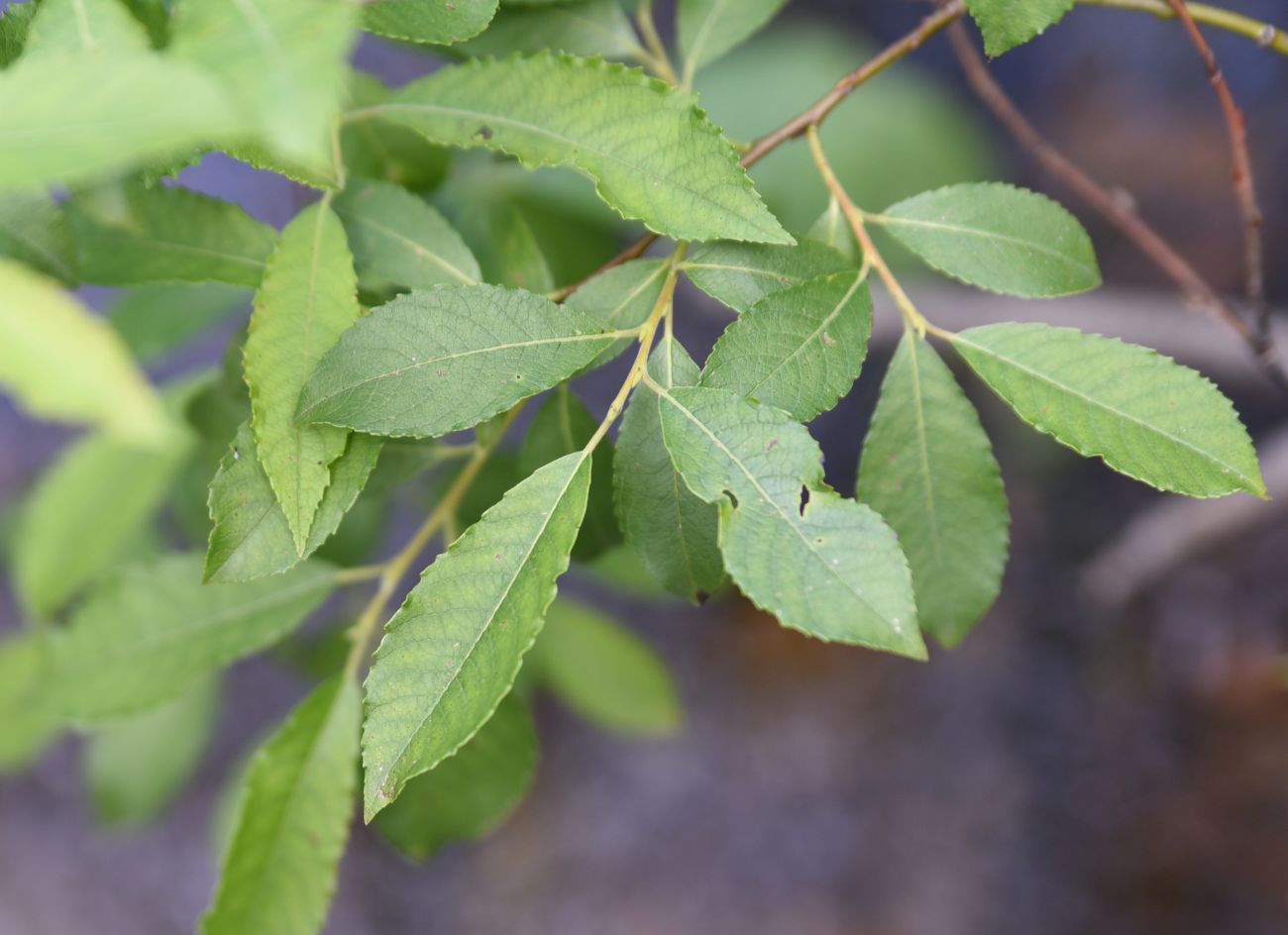 Изображение особи Salix myrsinifolia.