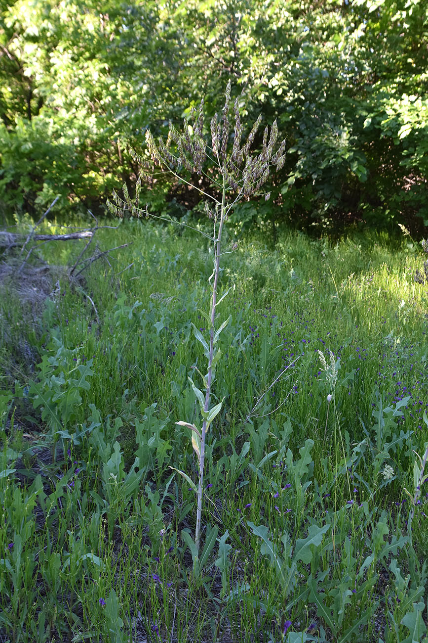 Изображение особи Isatis campestris.