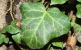 Hedera colchica