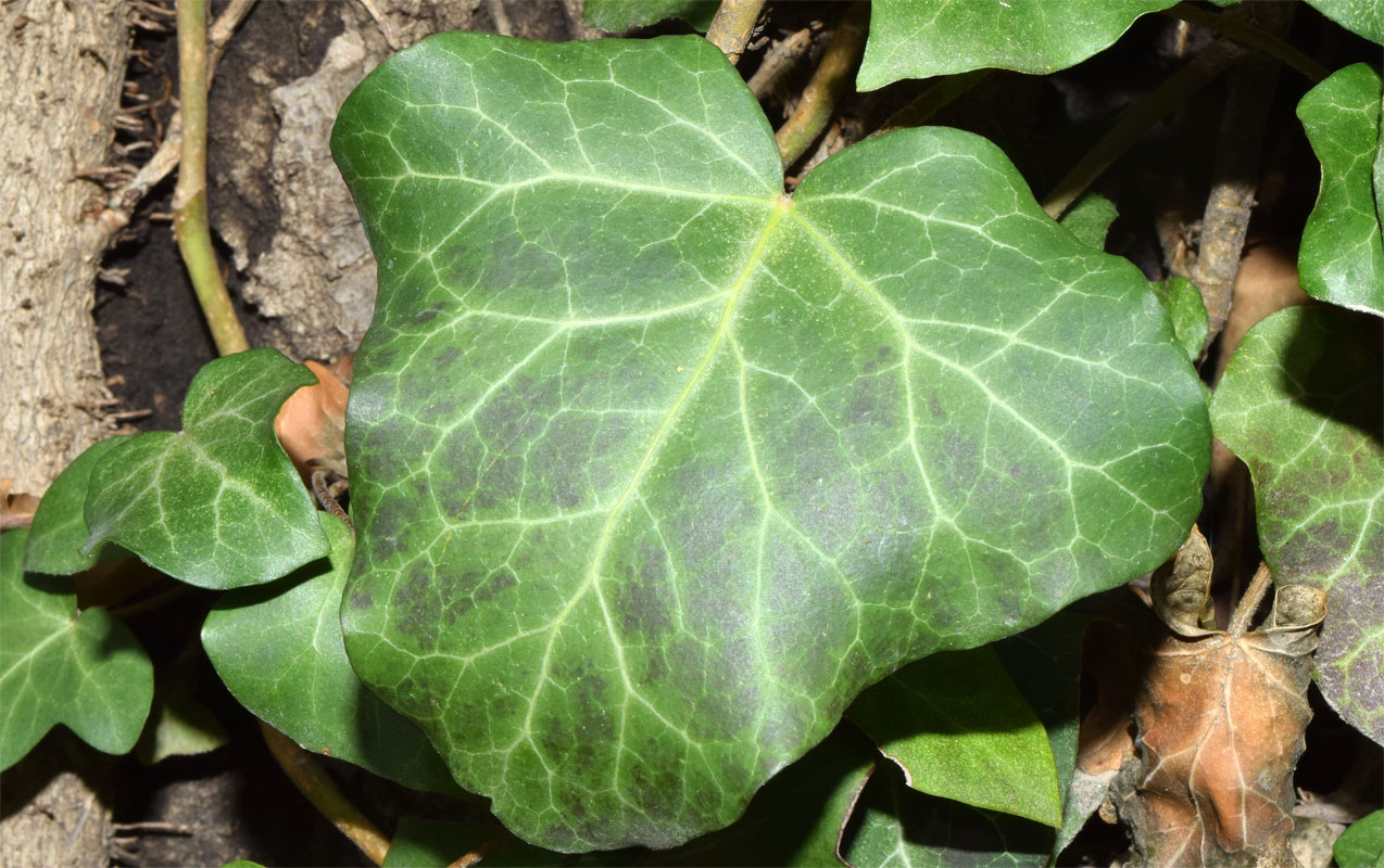 Image of Hedera colchica specimen.