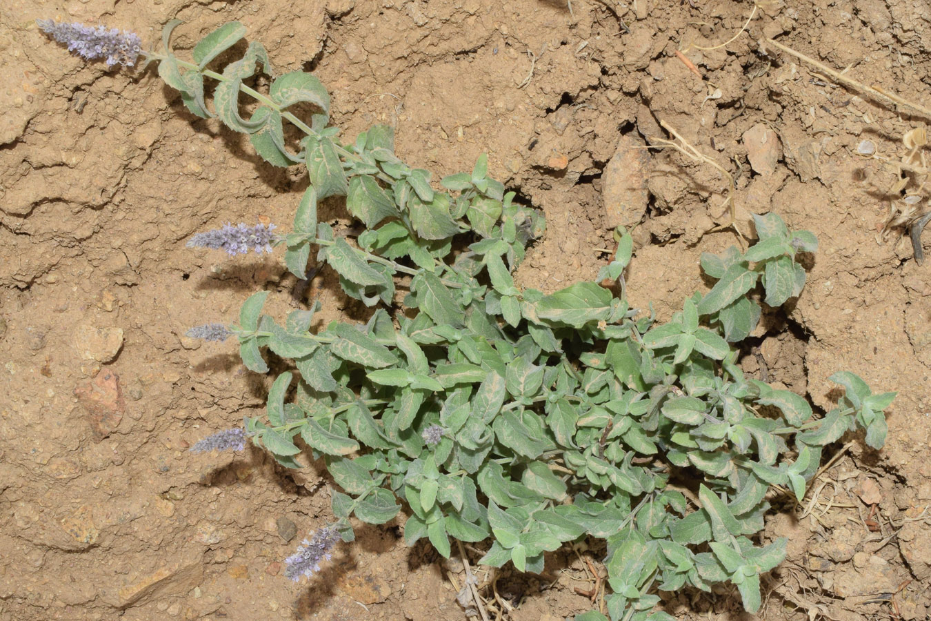 Image of Mentha asiatica specimen.