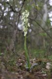 Orchis provincialis