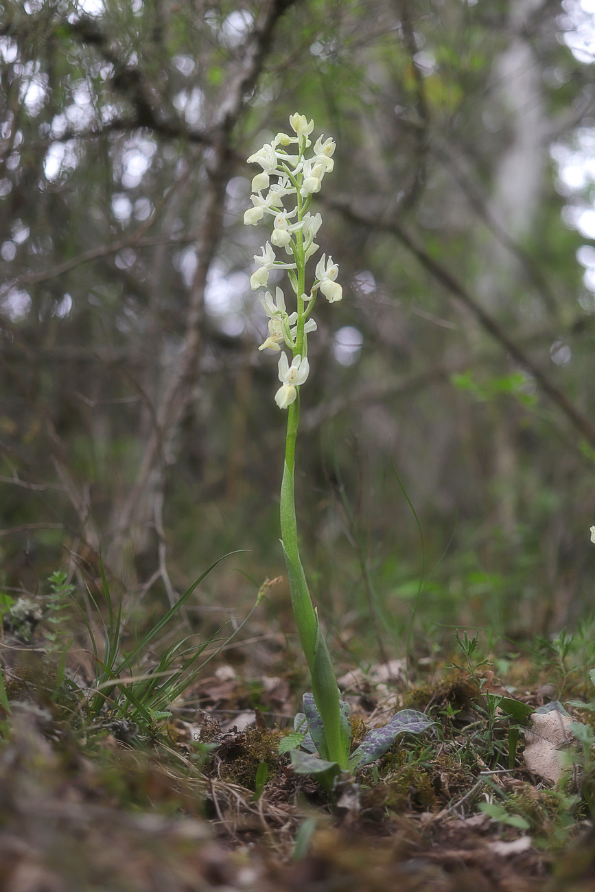 Image of Orchis provincialis specimen.