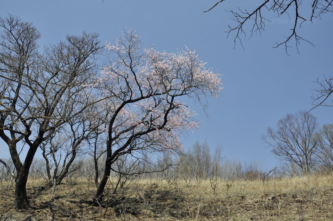 Image of Armeniaca mandshurica specimen.