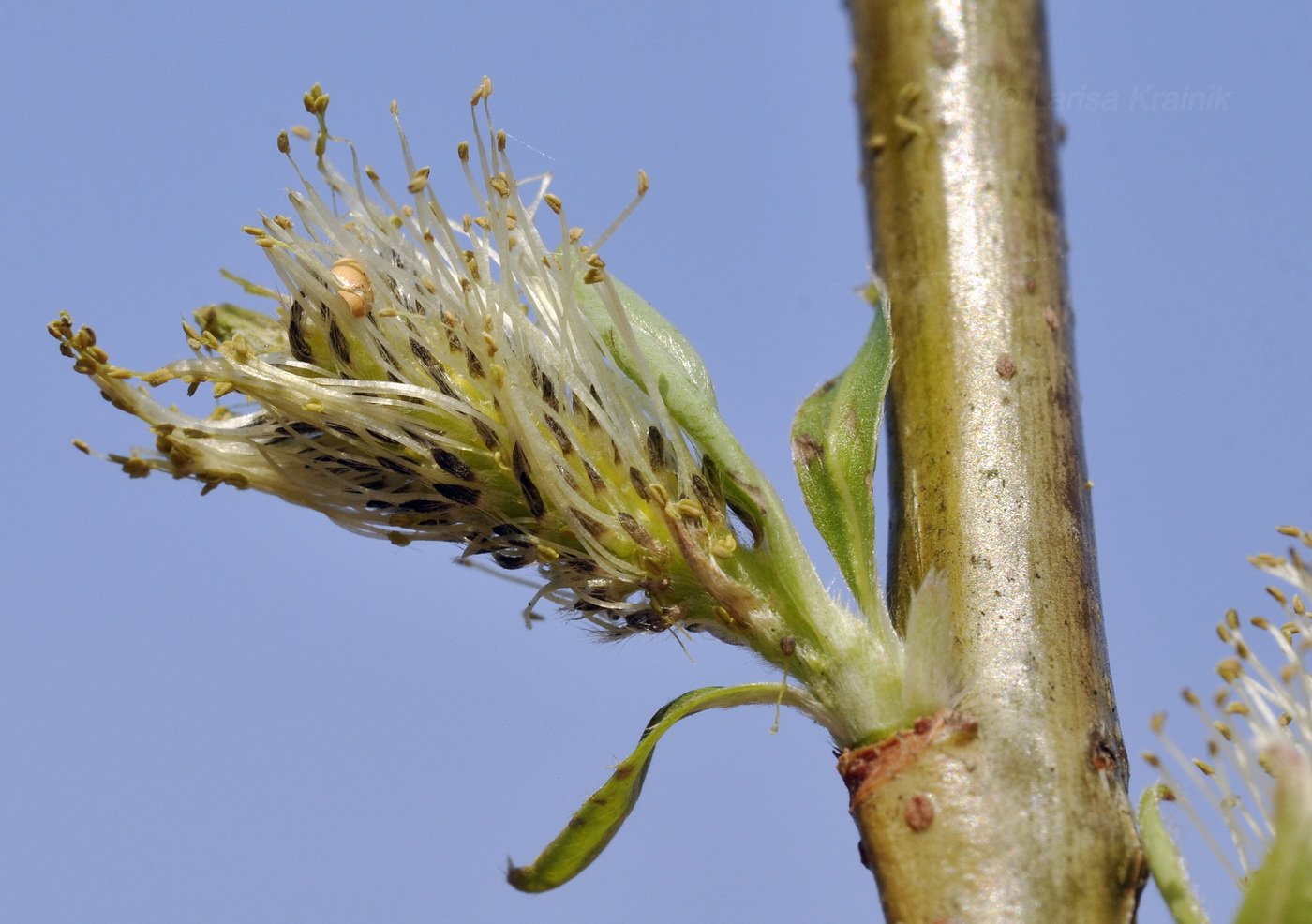 Image of Salix siuzevii specimen.