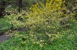 Corylopsis sinensis. Цветущее растение (на заднем плане - цветущая Forsythia x intermedia). Москва, ботанический сад МГУ \"Аптекарский огород\", в культуре. 04.05.2021.