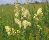 Thalictrum flavum. Общее соцветие. Ульяновская обл., Мелекесский р-н, окр. с. Приморское, сырой луг с участками засоления на краю заболоченной ложбины. 25.06.2023.