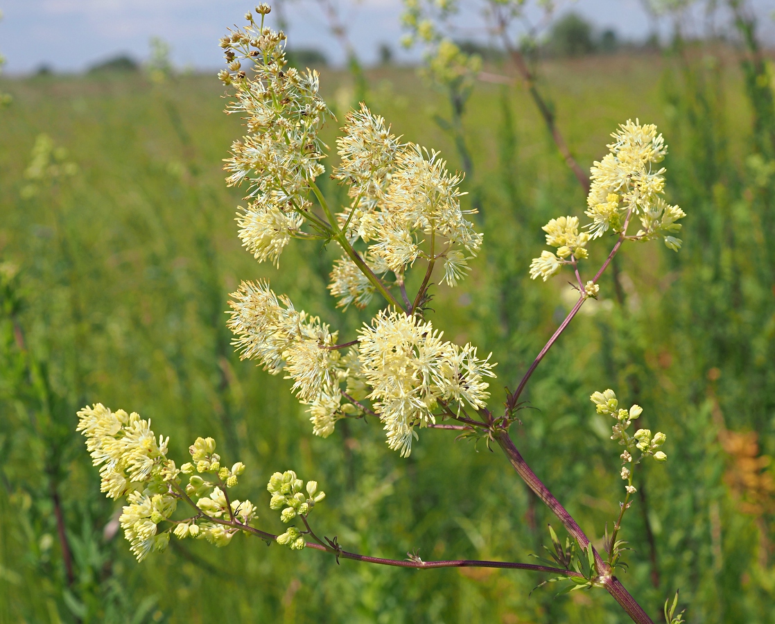 Изображение особи Thalictrum flavum.