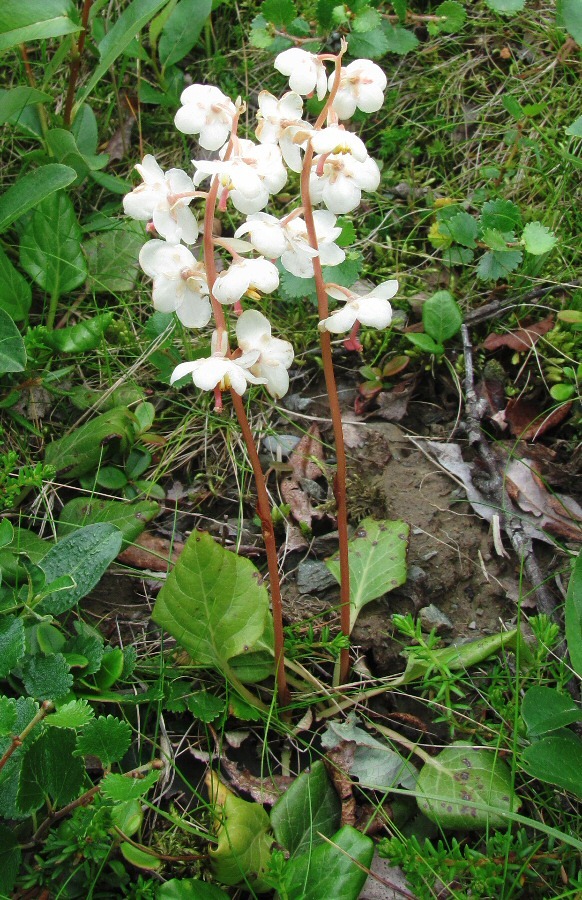 Изображение особи Pyrola grandiflora.