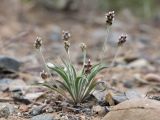 Plantago minuta. Плодоносящее растение. Казахстан, Алматинская обл., нац. парк \"Чарын\", 18 км ЮЗЗ с. Чунджа, пойма р. Чарын, саксаульник. 12 мая 2024 г.