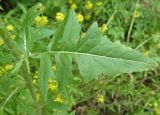Sisymbrium loeselii
