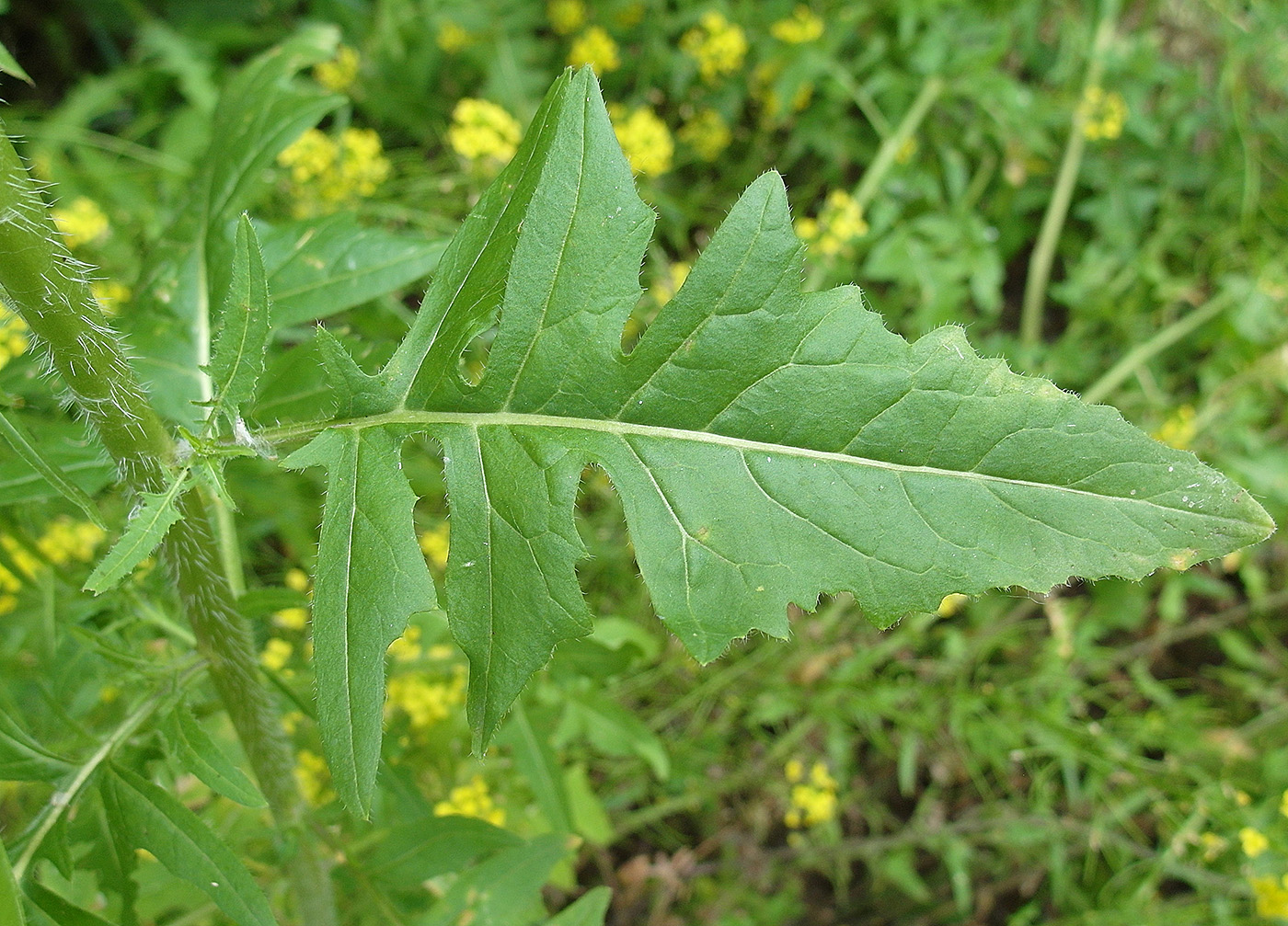 Image of Sisymbrium loeselii specimen.