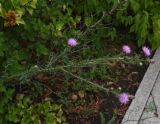 genus Carduus