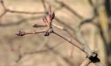 Acer tataricum. Побег с почками. Псковская обл., г. Псков, Детский сад. 23.03.2007.