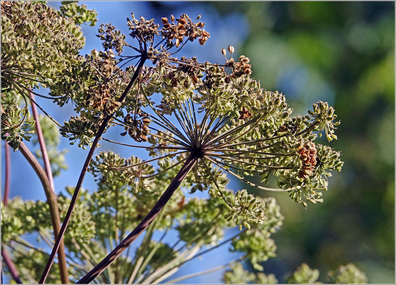 Image of Angelica sylvestris specimen.