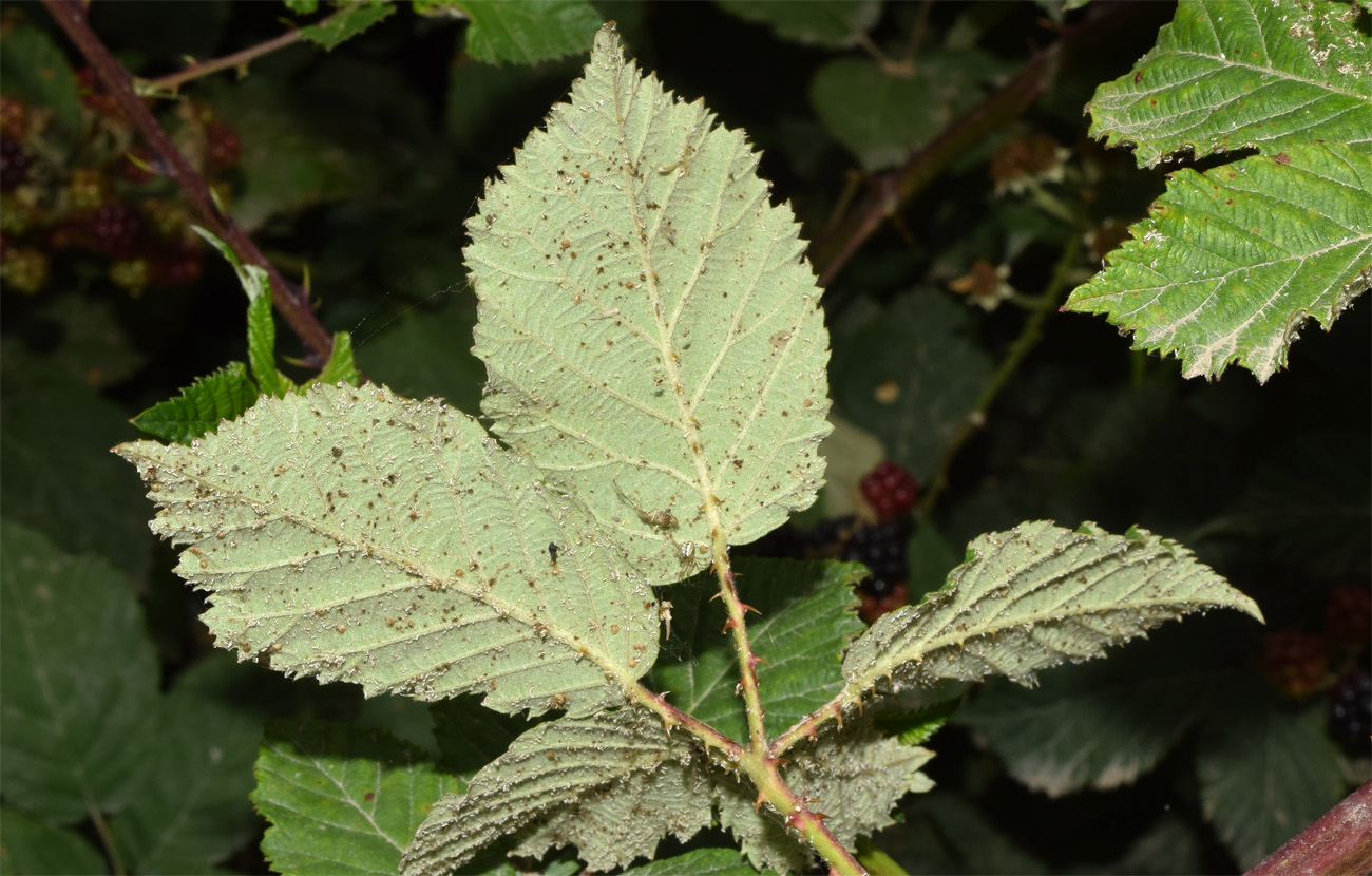 Изображение особи Rubus sanctus.