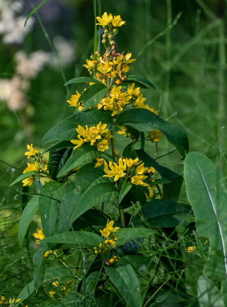 Image of Lysimachia vulgaris specimen.