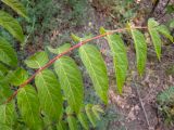 Ailanthus altissima