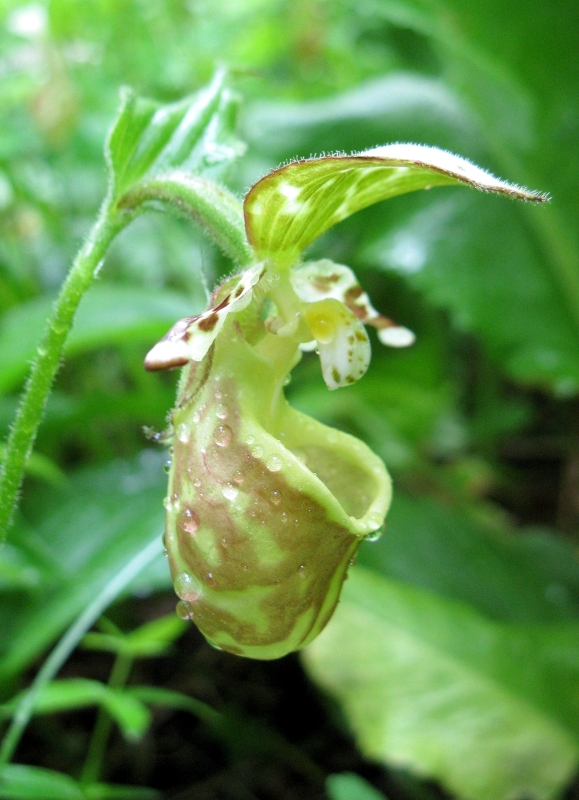 Изображение особи Cypripedium yatabeanum.